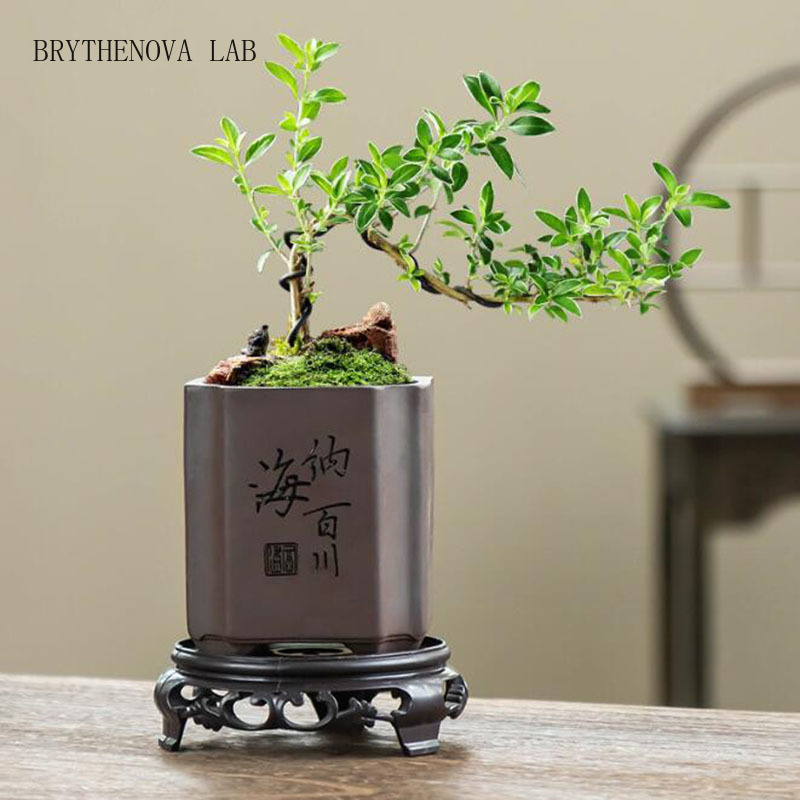 Chinese Style Purple Clay Bons - Bonsai Garden Europe ulasan dan harga
