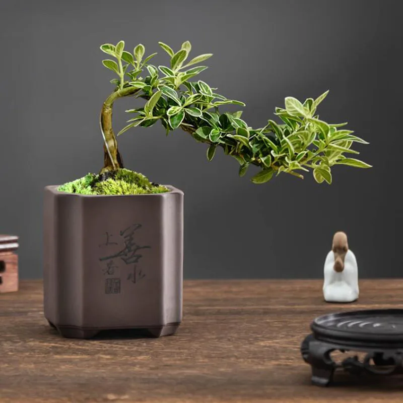 Chinese Style Purple Clay Bons - Bonsai Garden Europe ulasan dan harga