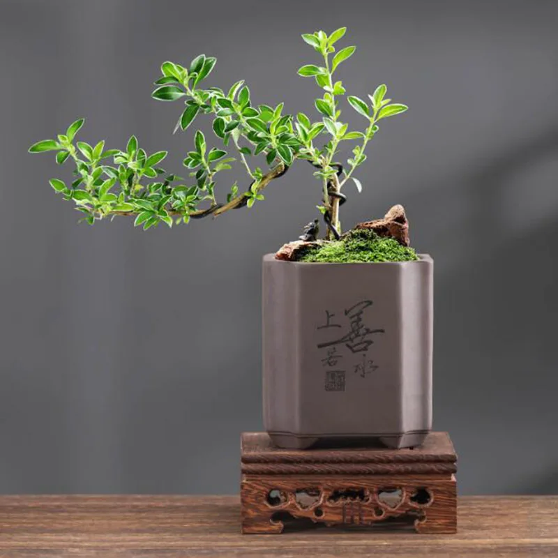 Chinese Style Purple Clay Bons - Bonsai Garden Europe ulasan dan harga