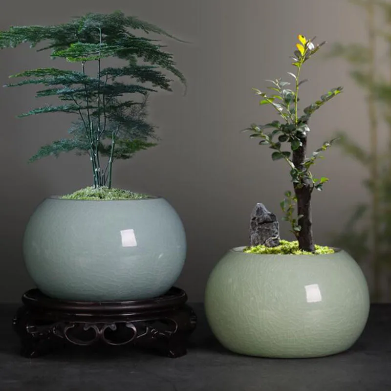 Asparagus Fern Plant Pot Flowe - Bonsai Garden Europe ulasan dan harga