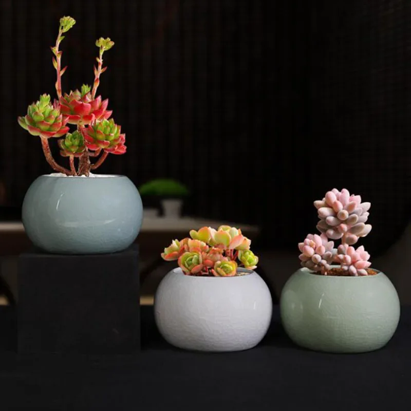 Asparagus Fern Plant Pot Flowe - Bonsai Garden Europe ulasan dan harga