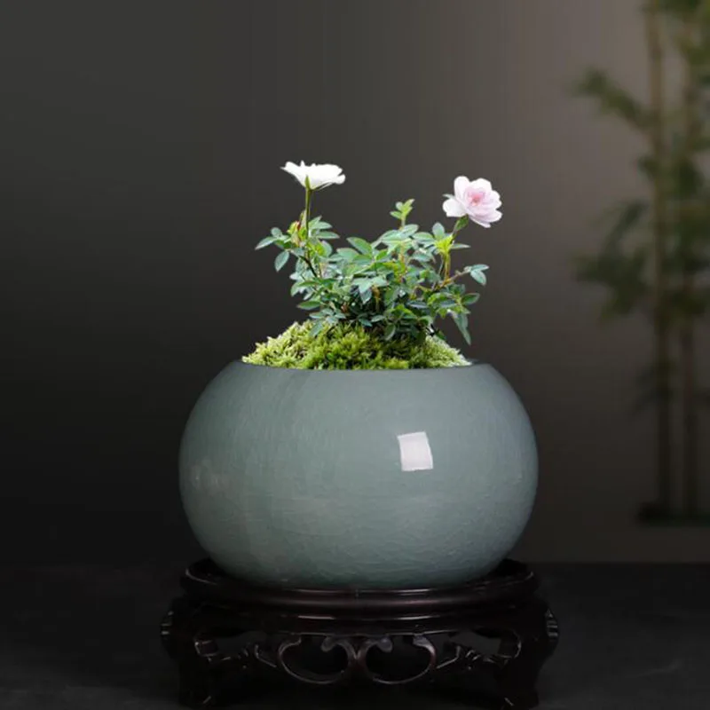 Asparagus Fern Plant Pot Flowe - Bonsai Garden Europe ulasan dan harga