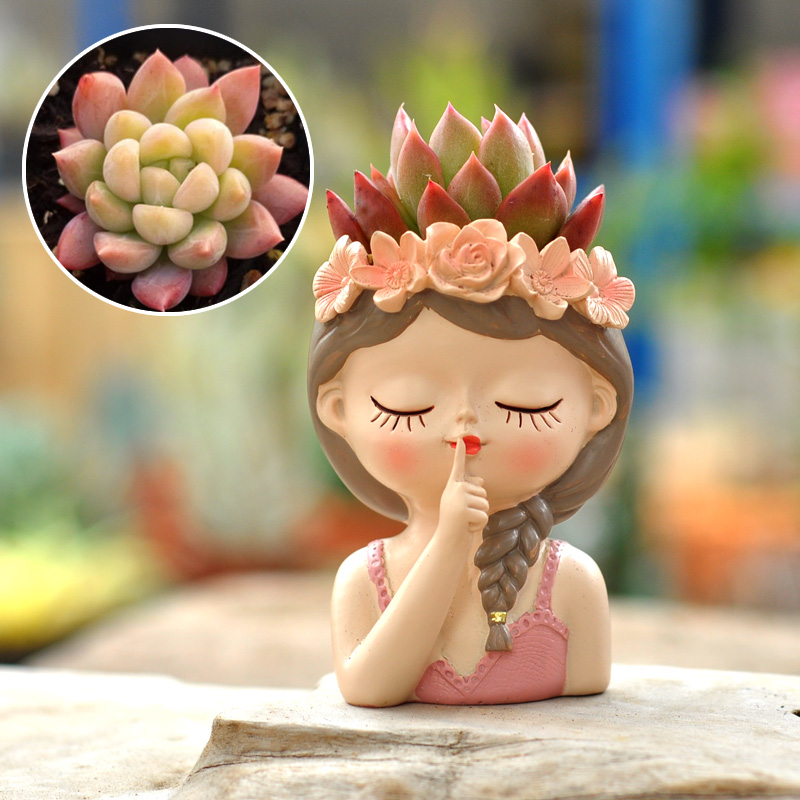 Fairy Succulent Flowerpot Desk - Bonsai Tree Zen Garden ulasan dan harga