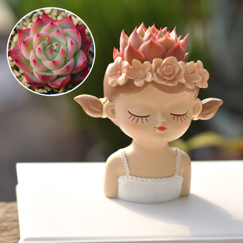 Fairy Succulent Flowerpot Desk - Bonsai Tree Zen Garden ulasan dan harga
